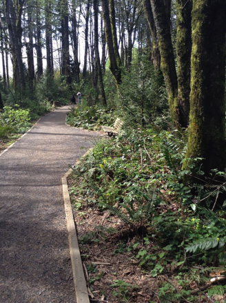 Compacted gravel on the Wildwood Trail Compacted gravel on the Wildwood Trail